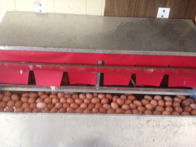 127 Eggs in just one nest box