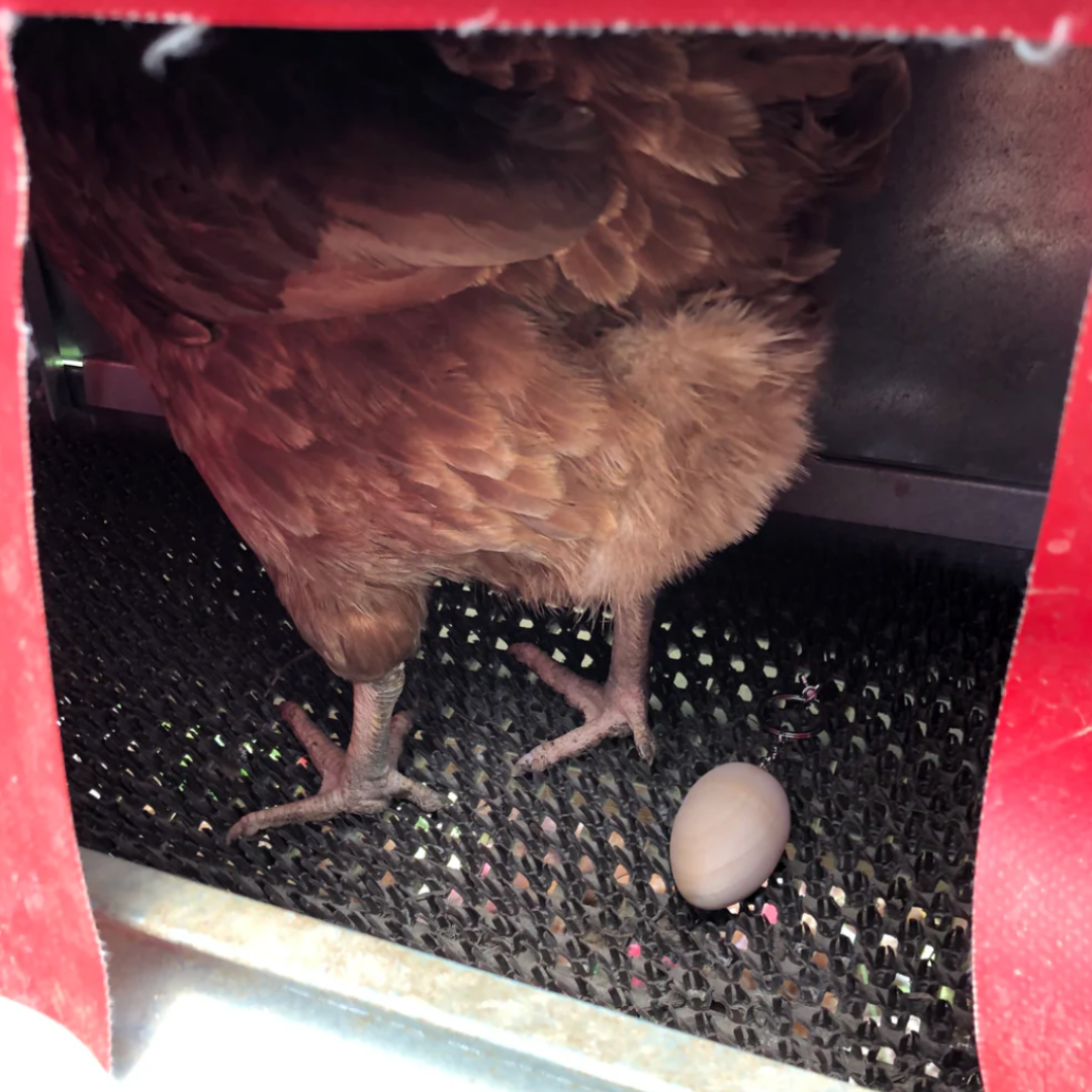 Trainer Egg