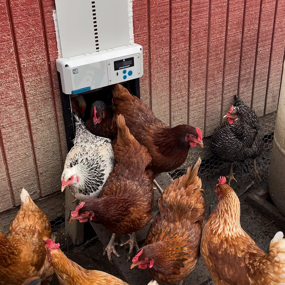 ChickenGuard All-In-One SOLAR
