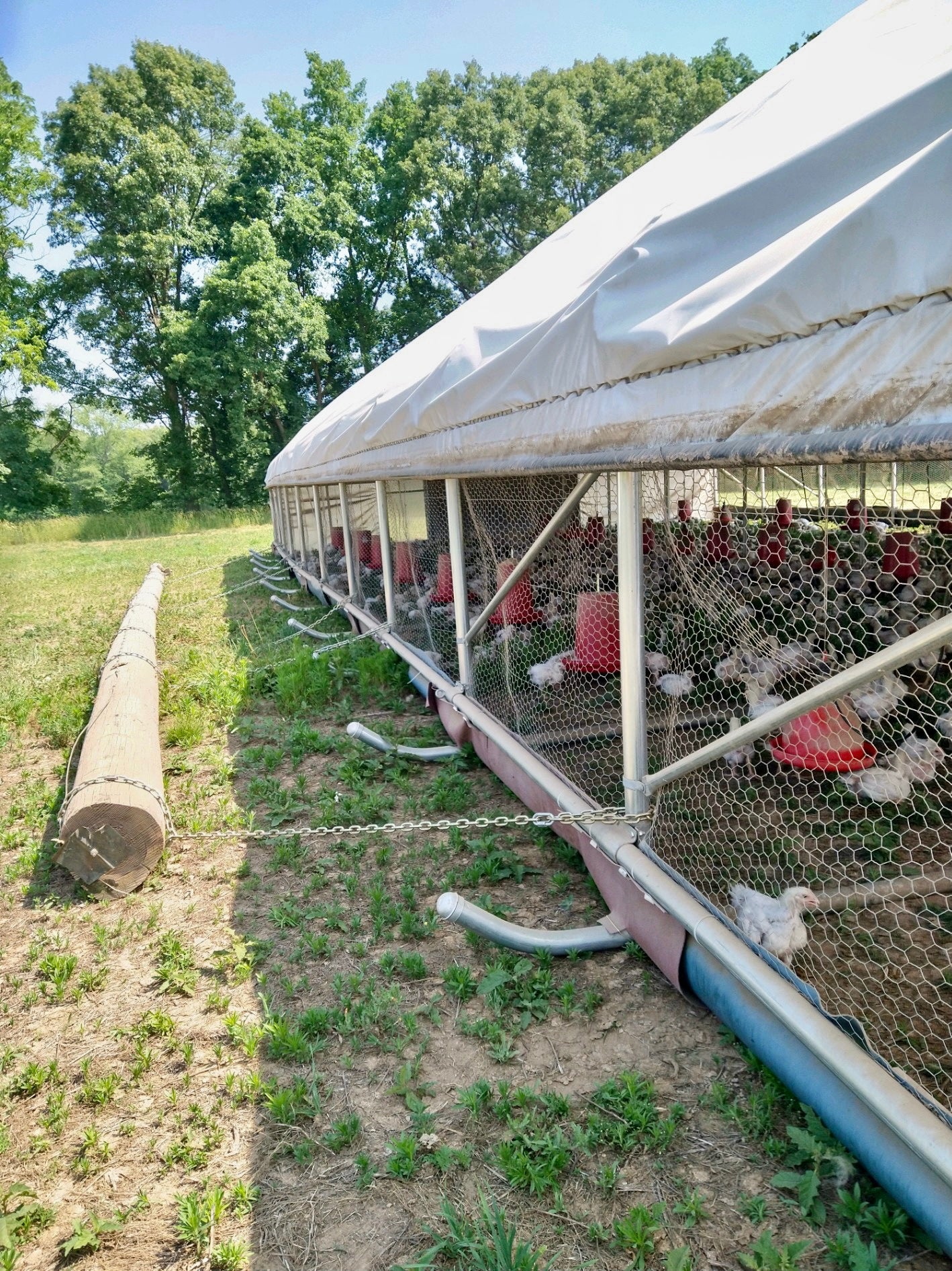 Portable Pasture Chicken Coop - 30'x60'