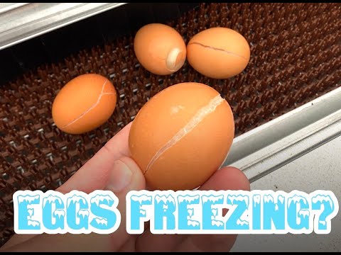 HeatMats - Keep your eggs from freezing