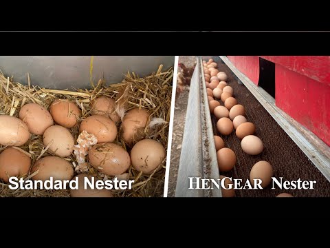 
                  
                    Load and play video in Gallery viewer, Large (54&amp;quot;) - Reversible Rollout Nest Box (Up to 52 Hens) - Ready to Ship!
                  
                