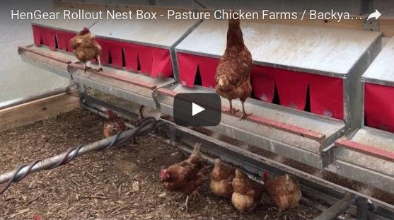 5,000 Laying Hens Uses The HenGear Rollout Nest Box