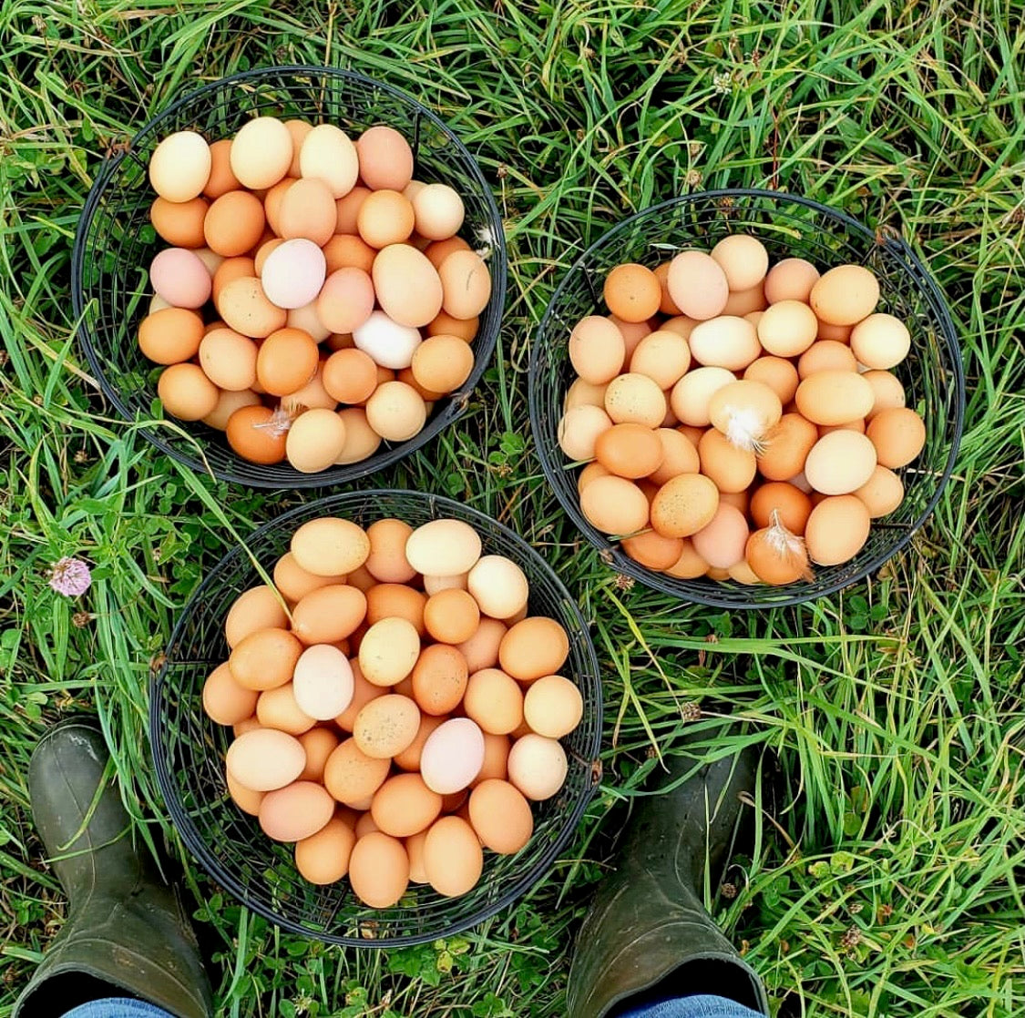HenGear - Chicken Rollout Nest Boxes