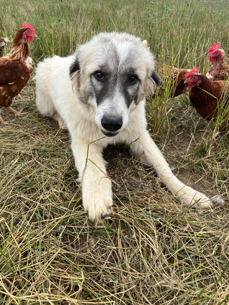 
                  
                    Chicken Guard Dog (Already Trained) ONLY 1 AVAILABLE
                  
                