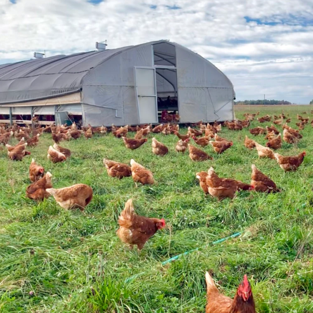 Portable Pasture Chicken Coop - 20'x48' (Up to 1,000 chickens)