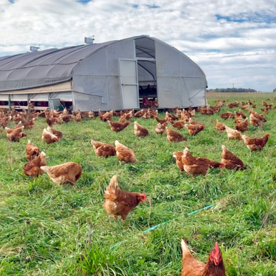 Portable Pasture Chicken Coop - 20'x48'