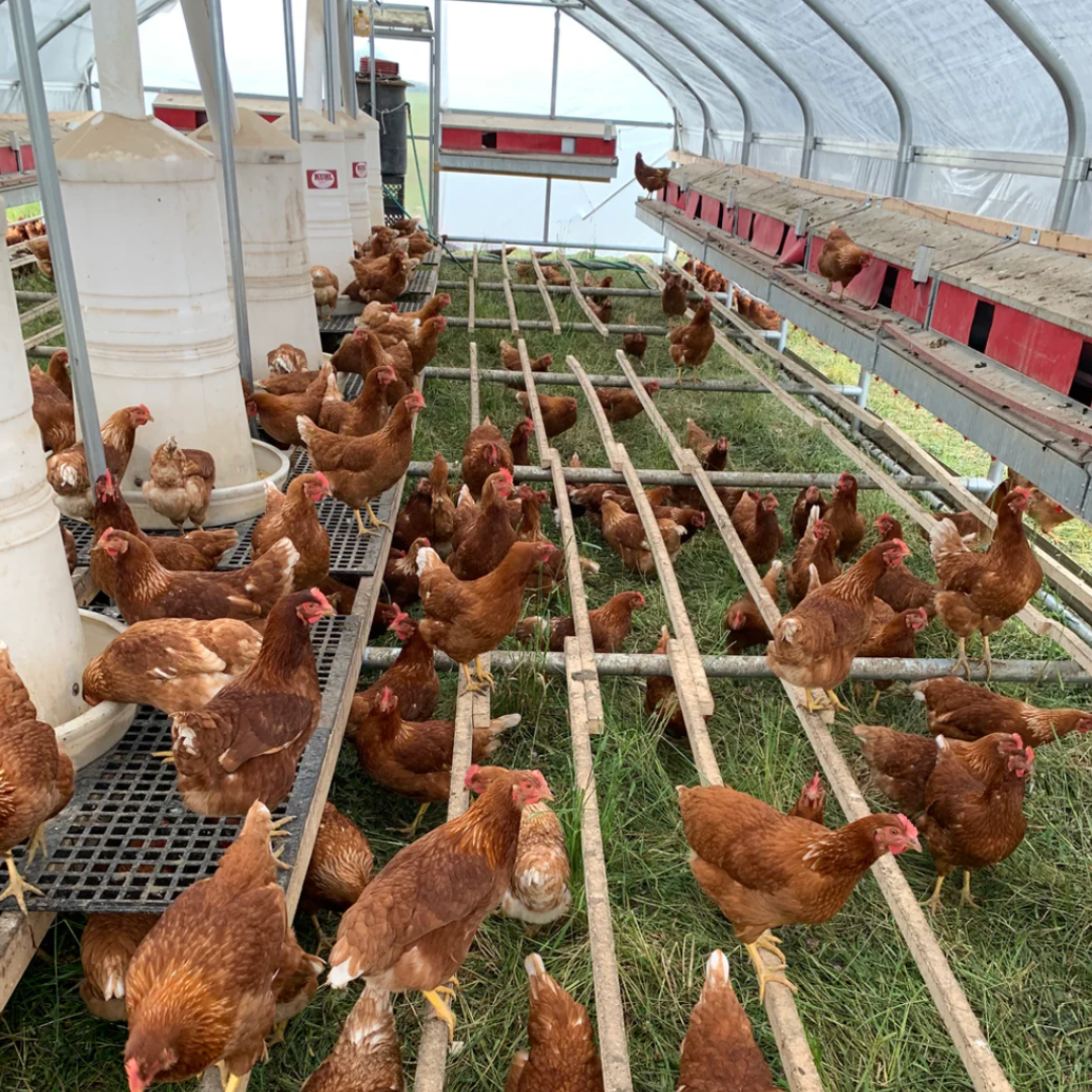 Portable Pasture Chicken Coop - 20'x48' (Up to 1,000 chickens)