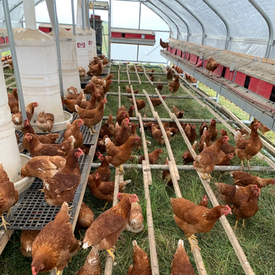 Portable Pasture Chicken Coop - 20'x48'
