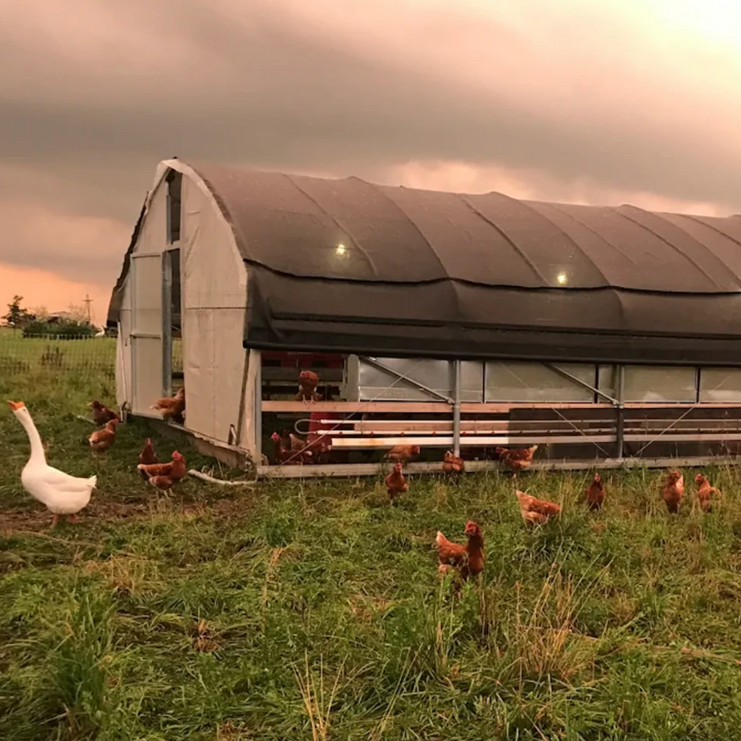 Portable Pasture Chicken Coop - 20'x48' (Up to 1,000 chickens)