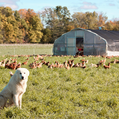 Portable Pasture Chicken Coop - 20'x48'