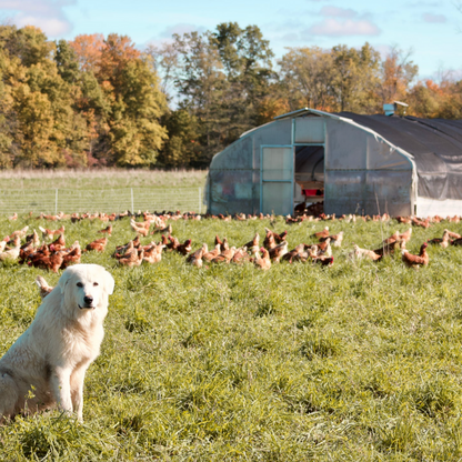 Portable Pasture Chicken Coop - 20'x48' (Up to 1,000 chickens)