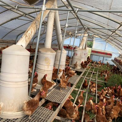 Portable Pasture Chicken Coop - 20'x48'
