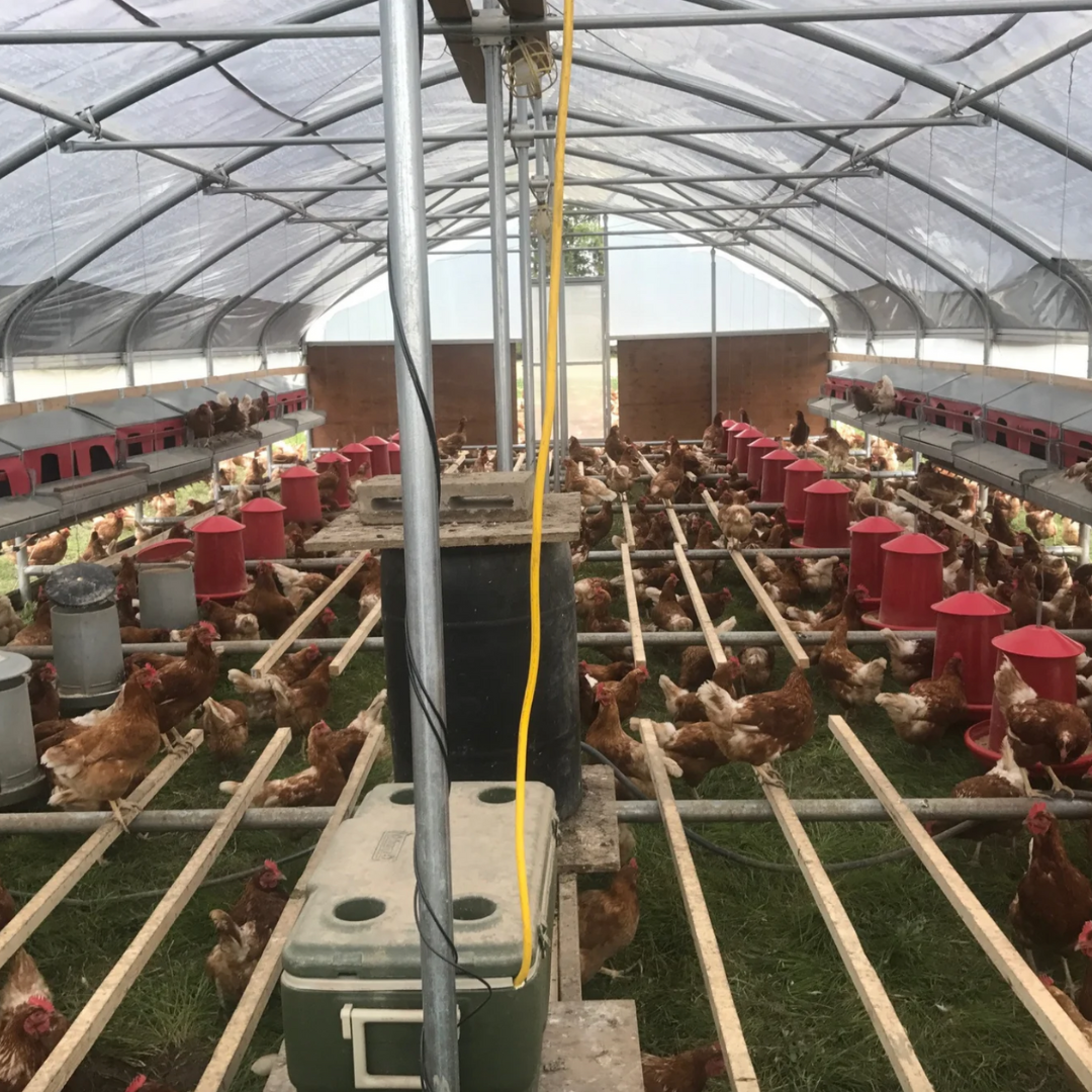 Portable Pasture Chicken Coop - 20'x48' (Up to 1,000 chickens)