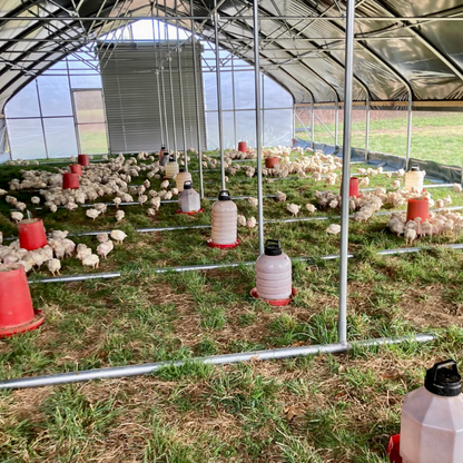 Portable Pasture Chicken Coop - 30'x60'