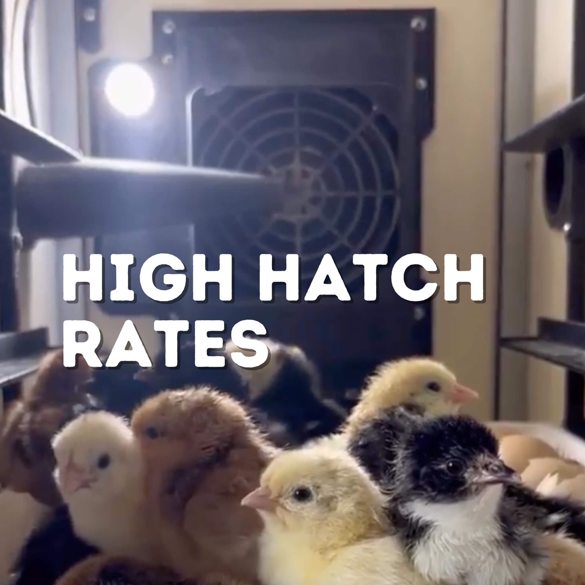 CT60 SH - Egg Incubator - Setter & Hatcher