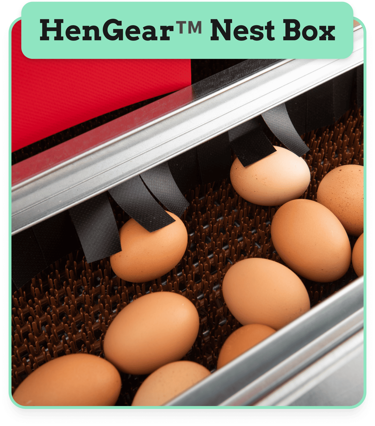 Hen Gear Nest Box & their TM technology.