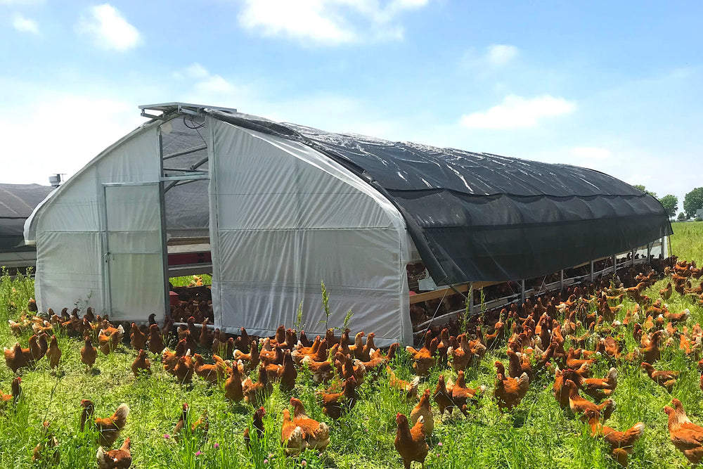 Portable Pasture Chicken Coop - 20'x48' (Up to 1,000 chickens)