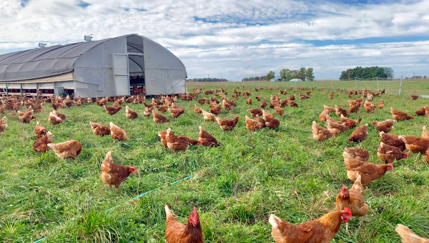 Portable Pasture Chicken Coop - 20'x48' (Up to 1,000 chickens) – HenGear