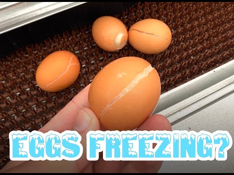 
                  
                    Load and play video in Gallery viewer, HeatMats - Keep your eggs from freezing
                  
                
